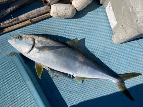 ヒラマサの釣果