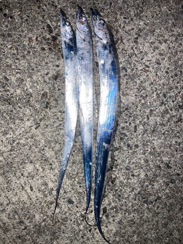 タチウオの釣果