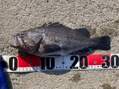 クロソイの釣果