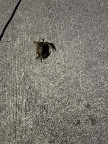 ワタリガニの釣果