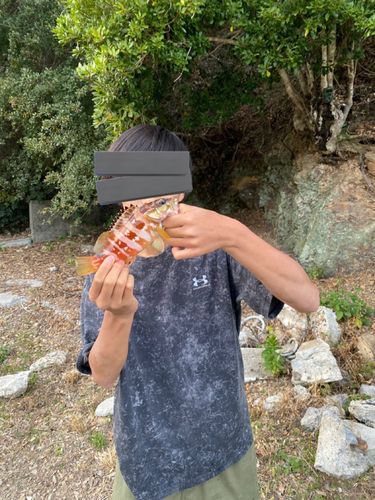 アカハタの釣果