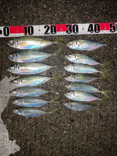 マアジの釣果
