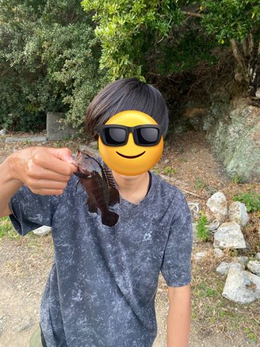 ヤミハタの釣果