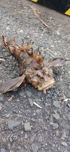 オニオコゼの釣果