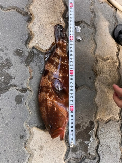 キジハタの釣果