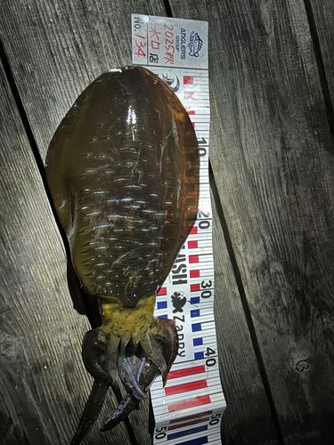 アオリイカの釣果