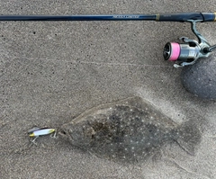ヒラメの釣果