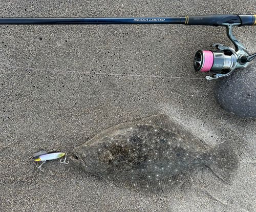ヒラメの釣果