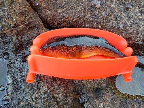 クサフグの釣果