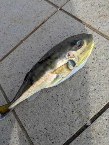 シロサバフグの釣果