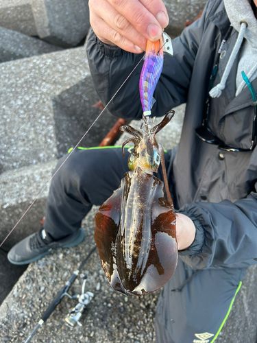 アオリイカの釣果