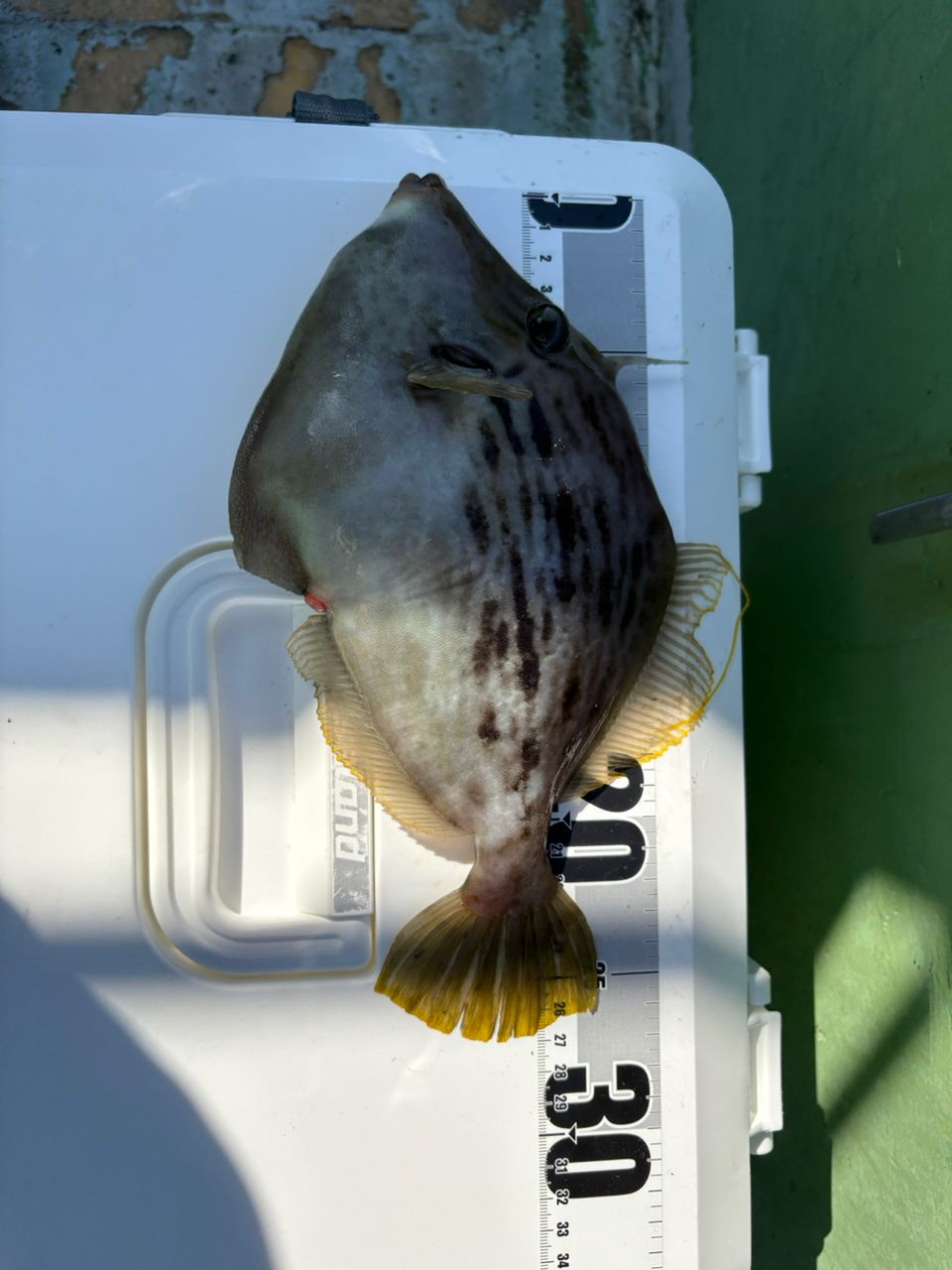 アングラー21285965さんの釣果 1枚目の画像