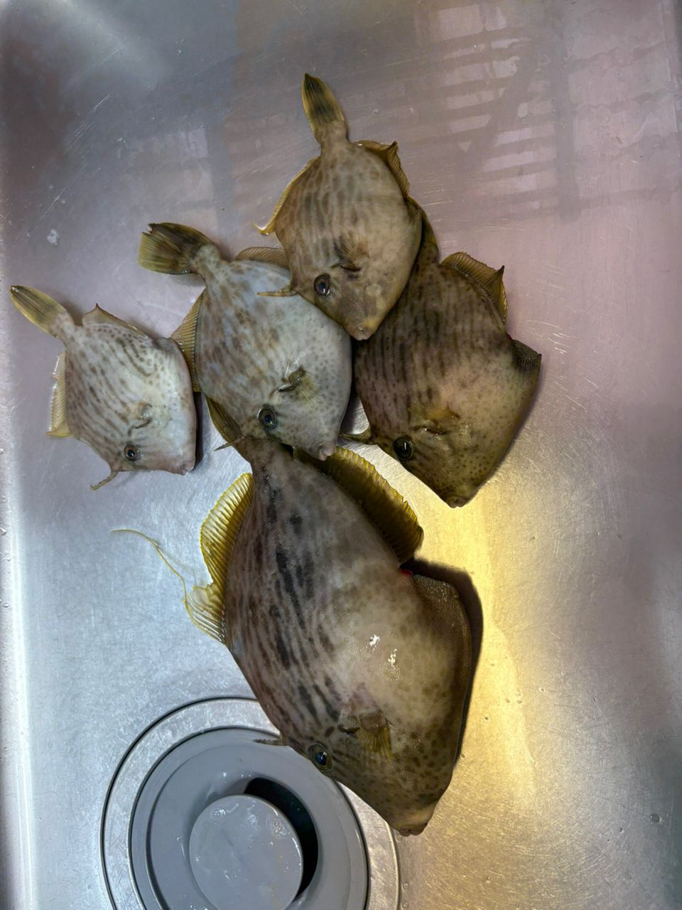 アングラー21285965さんの釣果 2枚目の画像