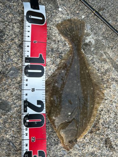 カレイの釣果