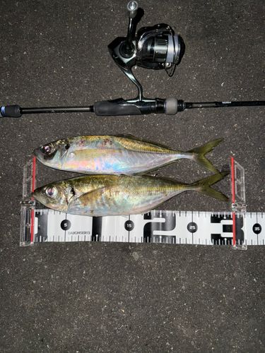 アジの釣果