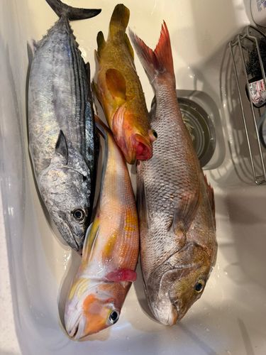 ハガツオの釣果