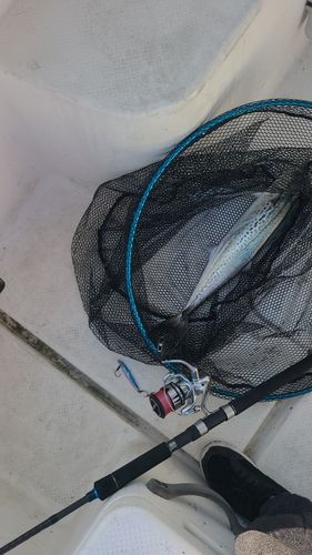 サゴシの釣果