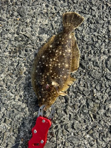 ヒラメの釣果