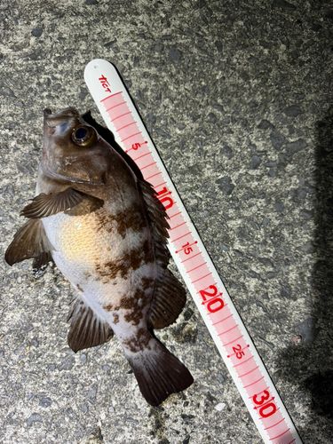 シロメバルの釣果