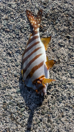 タカノハダイの釣果