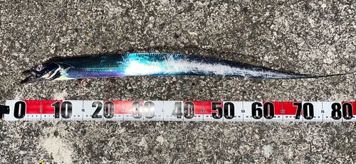 タチウオの釣果