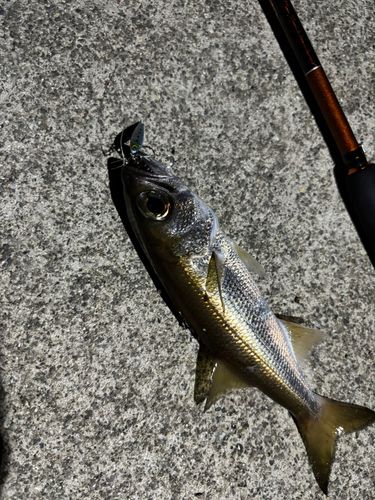 クロムツの釣果