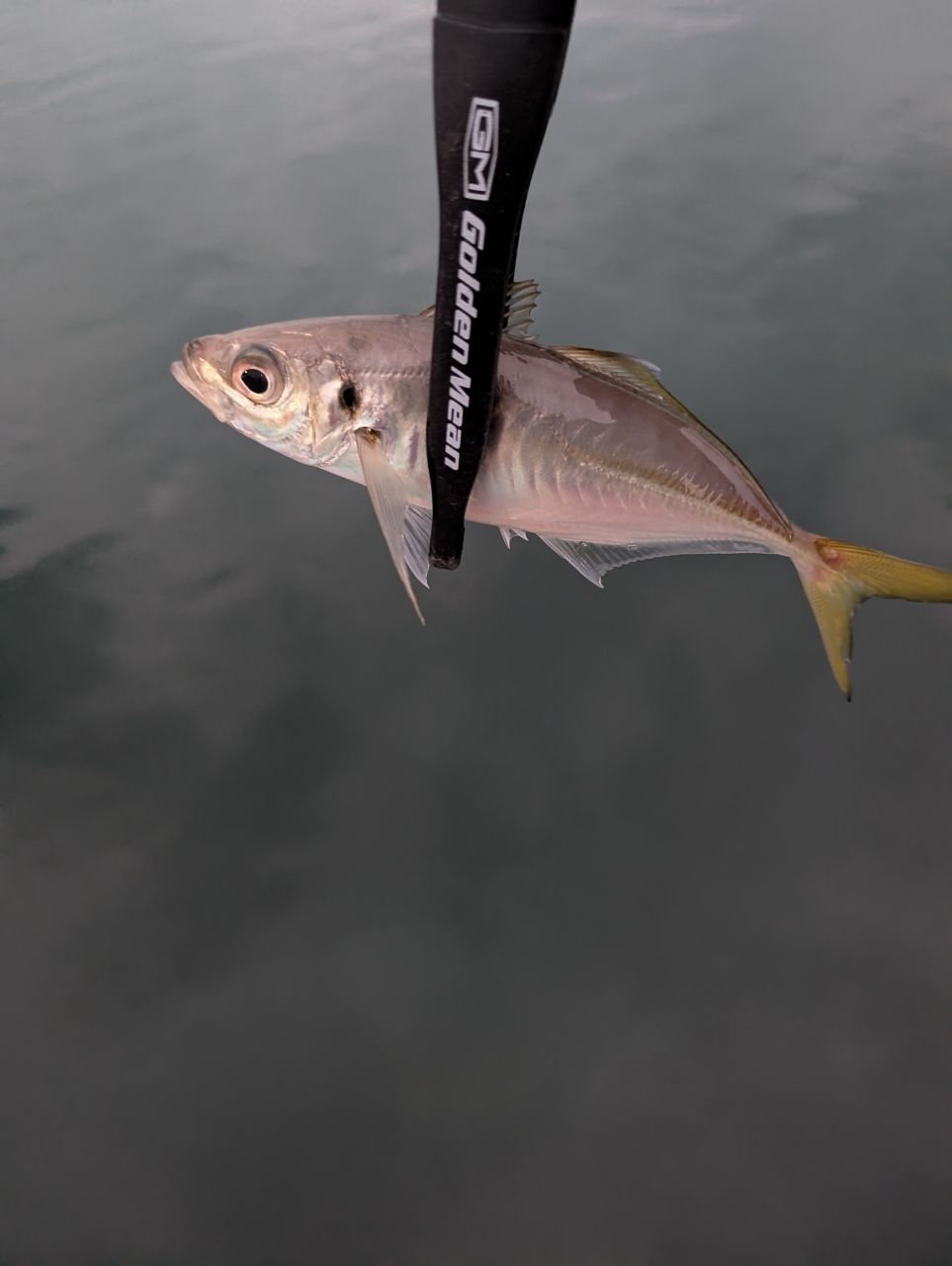 セイゴ（マルスズキ）