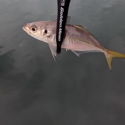 セイゴ（マルスズキ）