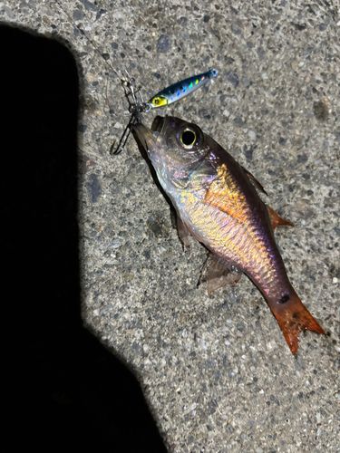 ネンブツダイの釣果