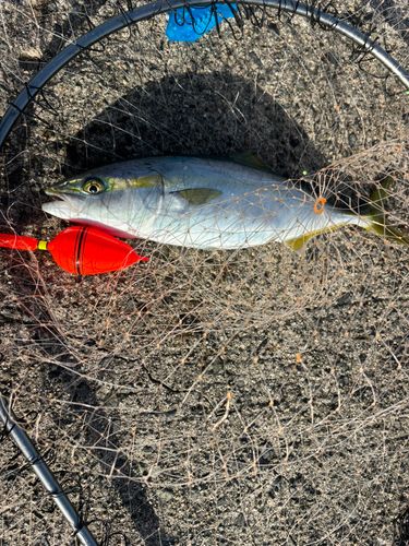 コゾクラの釣果