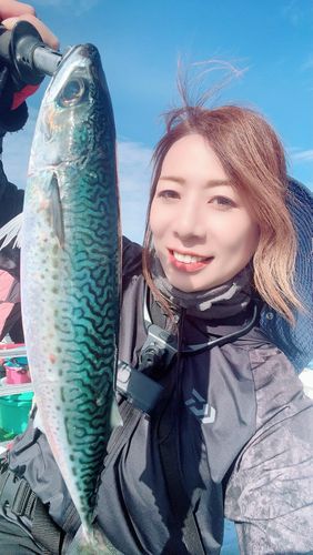 サバの釣果