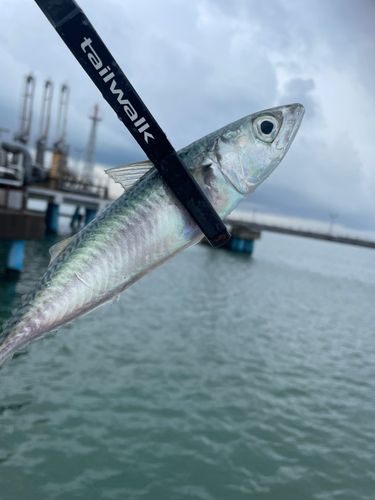 秋田港北防波堤