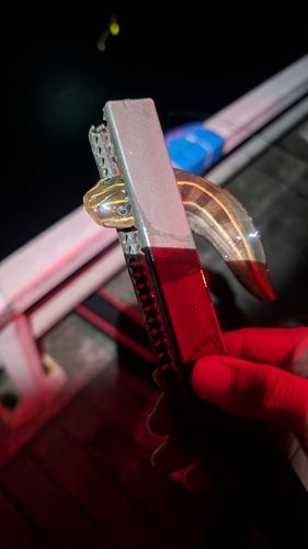 ゴンズイの釣果