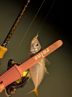 マアジの釣果