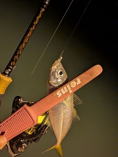 マアジの釣果