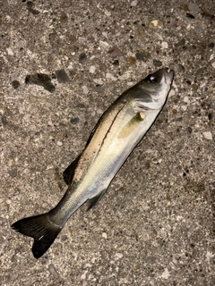 セイゴ（マルスズキ）の釣果