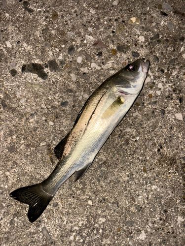 セイゴ（マルスズキ）の釣果