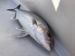 カンパチの釣果