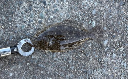 ヒラメの釣果