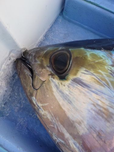 キハダマグロの釣果