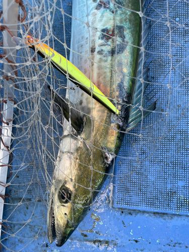 サワラの釣果
