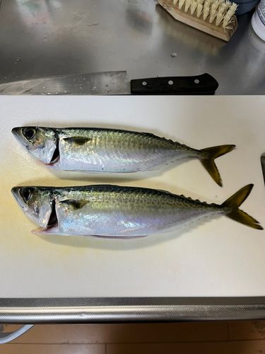 マサバの釣果