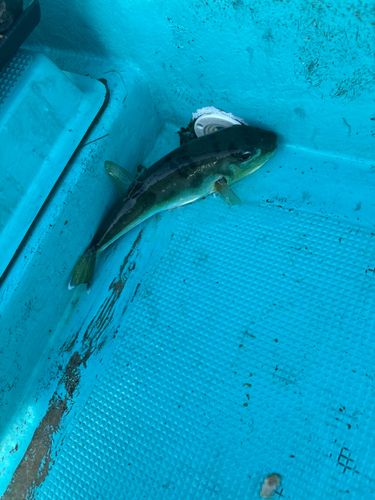 シロサバフグの釣果