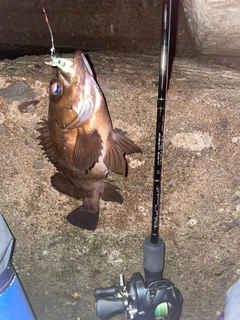 シロメバルの釣果