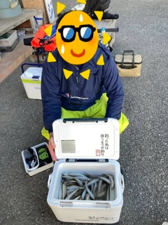 シロギスの釣果