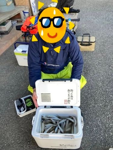 シロギスの釣果