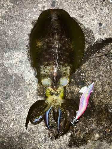 アオリイカの釣果
