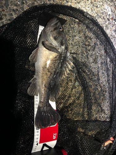 クロソイの釣果