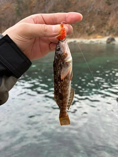 アイナメの釣果