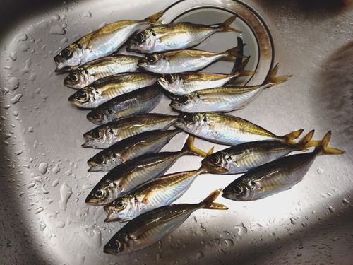 アジの釣果